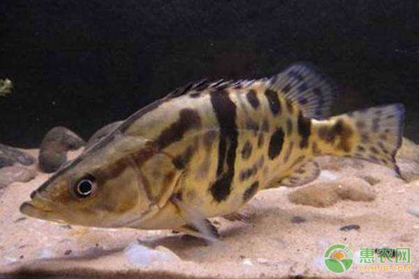 怎样饲养鳜鱼?鳜鱼鱼种放养、水质控制等养殖技术要点 怎样饲养鳜鱼?鳜鱼鱼种放养、水质控制等养殖技术要点-图片版权归惠农网所有