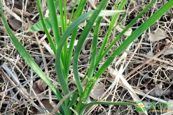 林下间作知母的高效栽培技术要点-图片版权归惠农网所有