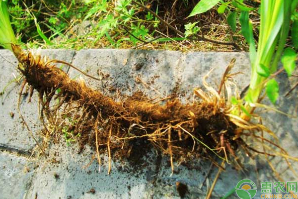 知母怎么种？知母的播种方法与种植技巧-图片版权归惠农网所有