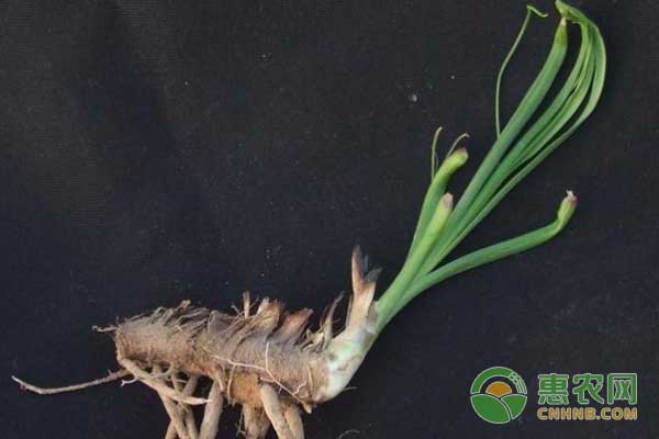 中药材知母种植管理技术 中药材知母种植管理技术-图片版权归惠农网所有