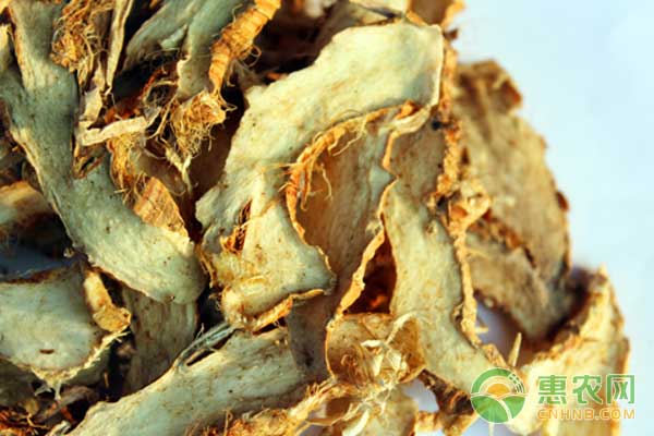 中药材知母种植管理技术 中药材知母种植管理技术-图片版权归惠农网所有