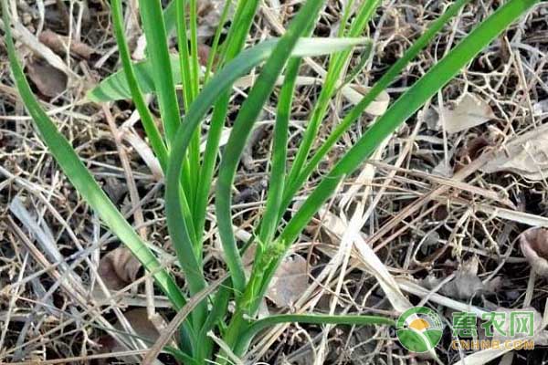 中药材知母的种植方法-图片版权归惠农网所有