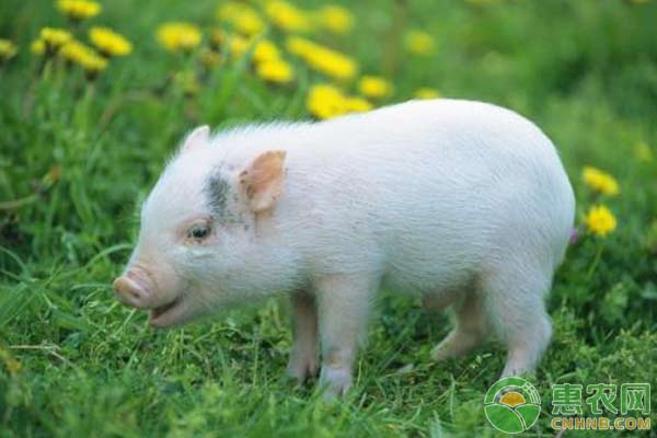 养猪最常用的急救方法-图片版权归惠农网所有