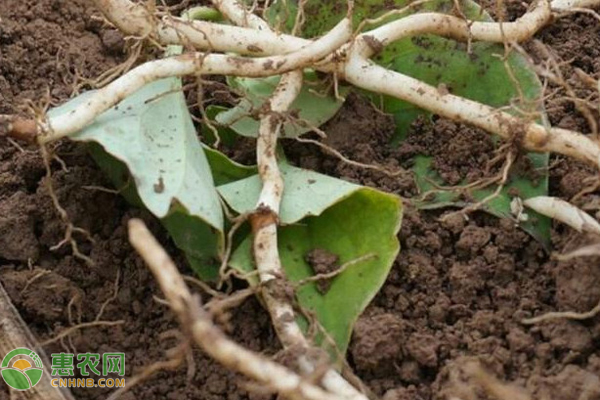 鱼腥草怎样栽培好呢？-图片版权归惠农网所有