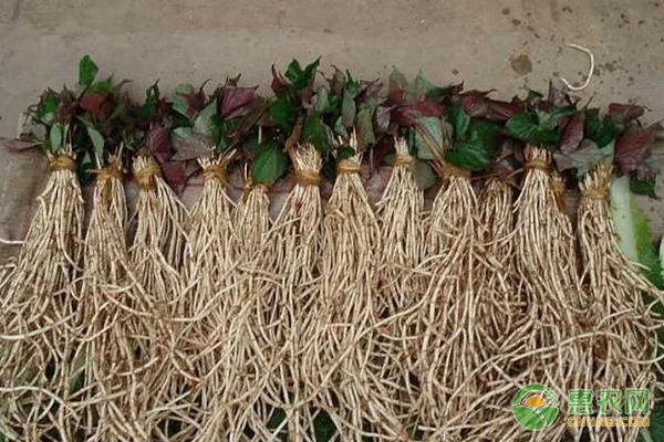 鱼腥草怎样栽培好呢？-图片版权归惠农网所有