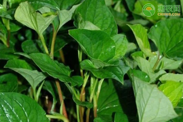 鱼腥草怎样栽培好呢？-图片版权归惠农网所有