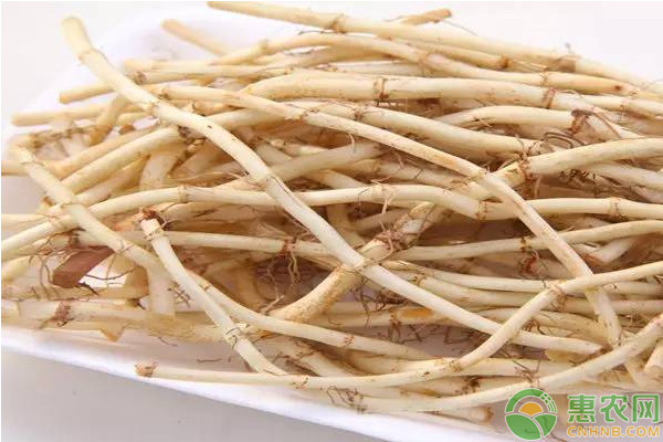 鱼腥草怎么样种植最好？-图片版权归惠农网所有