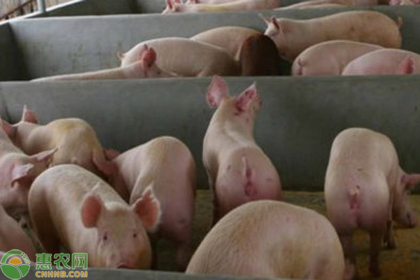 冬季养猪如何管理猪舍？-图片版权归惠农网所有