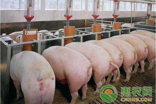 冬季怎么给猪快速增重？冬季养猪快速增重的方法-图片版权归惠农网所有