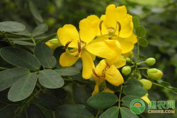 决明子田间管理要点是什么？-图片版权归惠农网所有