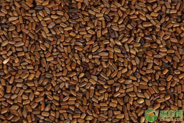 决明子田间管理要点是什么？-图片版权归惠农网所有