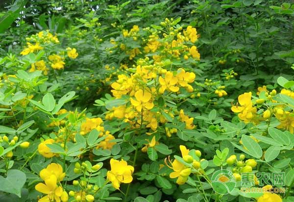 中药材决明子怎么种植？-图片版权归惠农网所有