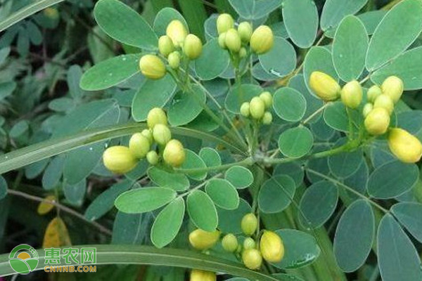 决明子如何种植才能高产？-图片版权归惠农网所有