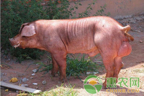 种猪群最需要预防这五种猪病！-图片版权归惠农网所有