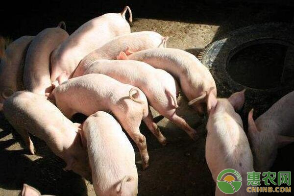 生猪养殖中黄膘肉的成因、鉴定处理及预防措施-图片版权归惠农网所有