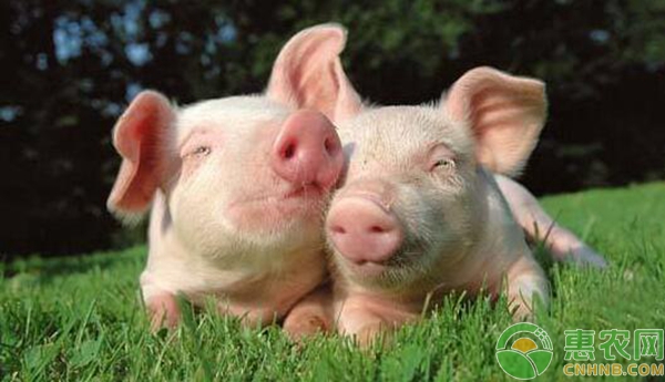 生猪养殖中黄膘肉的成因、鉴定处理及预防措施-图片版权归惠农网所有
