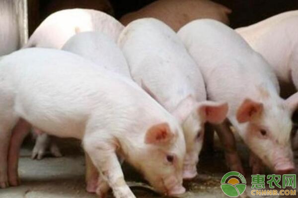 生猪养殖中黄膘肉的成因、鉴定处理及预防措施-图片版权归惠农网所有