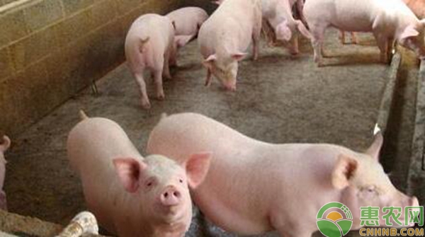生猪养殖中黄膘肉的成因、鉴定处理及预防措施-图片版权归惠农网所有