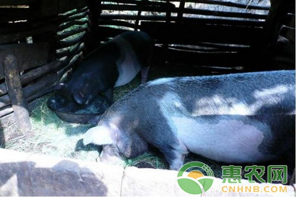 如何给猪健胃？养猪常用的健胃方法介绍-图片版权归惠农网所有