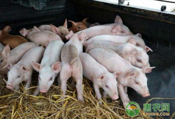 养猪技巧之中药食疗也能让猪增重治疗猪病-图片版权归惠农网所有