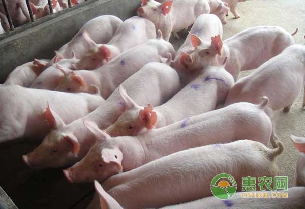 养猪技巧之中药食疗也能让猪增重治疗猪病-图片版权归惠农网所有