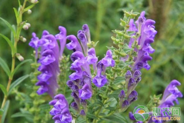 黄芩的种植时间和方法-图片版权归惠农网所有