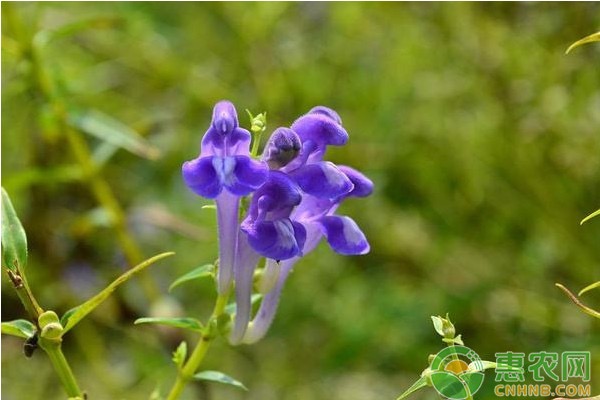 黄芩的种植时间和方法-图片版权归惠农网所有