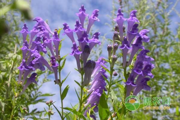 黄芩种植技术-图片版权归惠农网所有