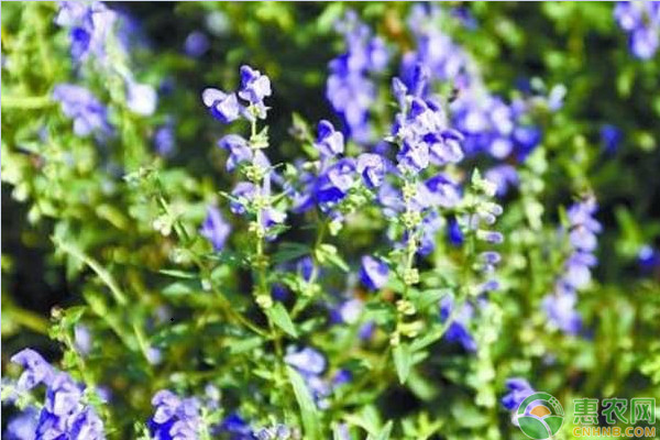 黄芩种植方法和要点-图片版权归惠农网所有