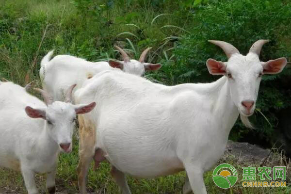 禽畜养殖技术：荆防败毒散在禽畜养殖上的用途-图片版权归惠农网所有