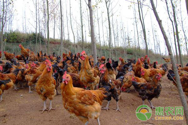 禽畜养殖技术：荆防败毒散在禽畜养殖上的用途-图片版权归惠农网所有