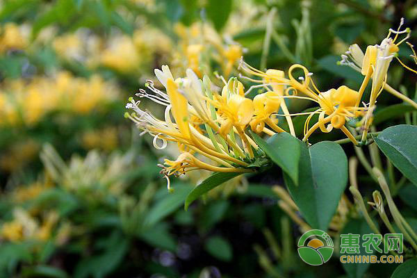 禽畜养殖技巧：如何预防禽畜动物疾病?-图片版权归惠农网所有