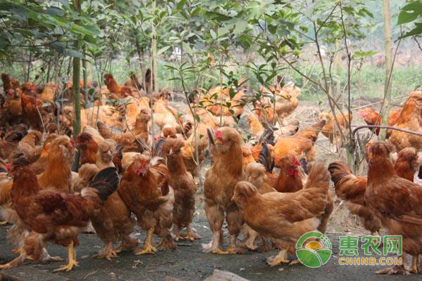 禽畜养殖技巧：如何预防禽畜动物疾病?-图片版权归惠农网所有