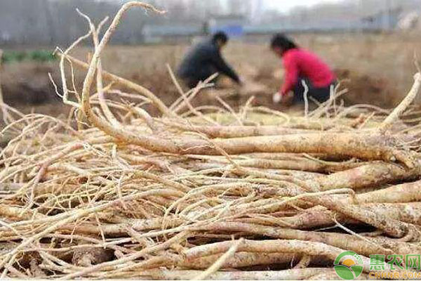 黄芪人工种植高产方法技术-图片版权归惠农网所有