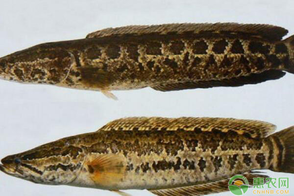 黑鱼的养殖技术，想养好黑鱼得牢记这五要点！-图片版权归惠农网所有