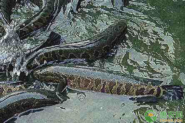 黑鱼放养方法及日常管理要点-图片版权归惠农网所有