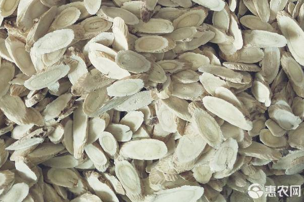 黄芪种植技术-图片版权归惠农网所有