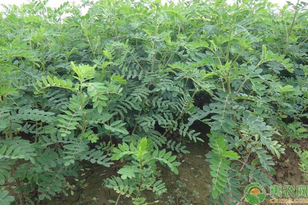 黄芪种植技术-图片版权归惠农网所有