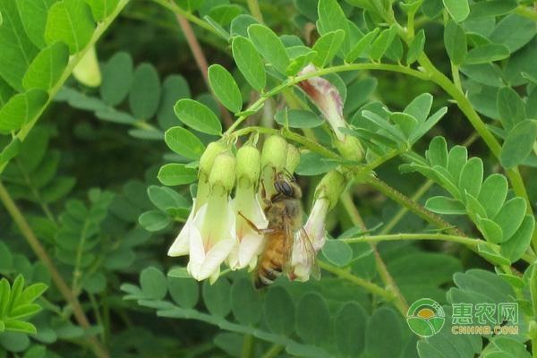 种植黄芪要如何追肥？追什么肥好？-图片版权归惠农网所有