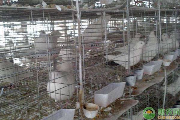 新手如何养殖肉鸽？肉鸽入门养殖技术-图片版权归惠农网所有