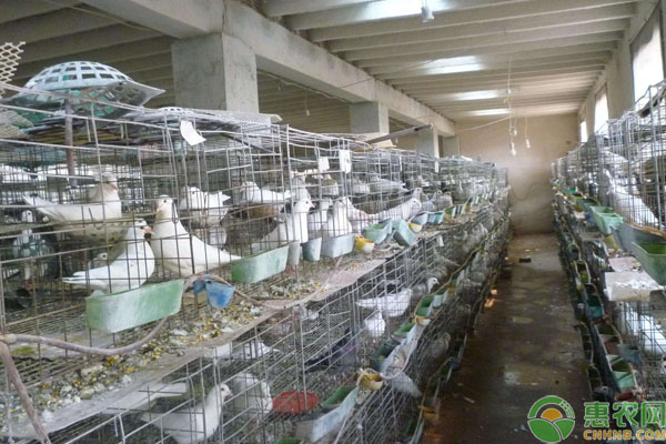 肉鸽养殖场地怎么选？-图片版权归惠农网所有