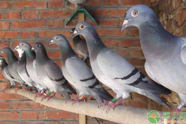 肉鸽养殖场地怎么选？-图片版权归惠农网所有