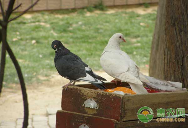 肉鸽怎么饲养管理？-图片版权归惠农网所有