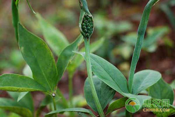 半夏的种植方法及条件-图片版权归惠农网所有