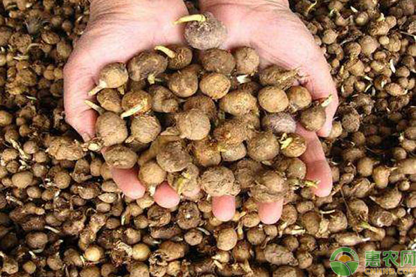 半夏的种植方法及管理要点-图片版权归惠农网所有