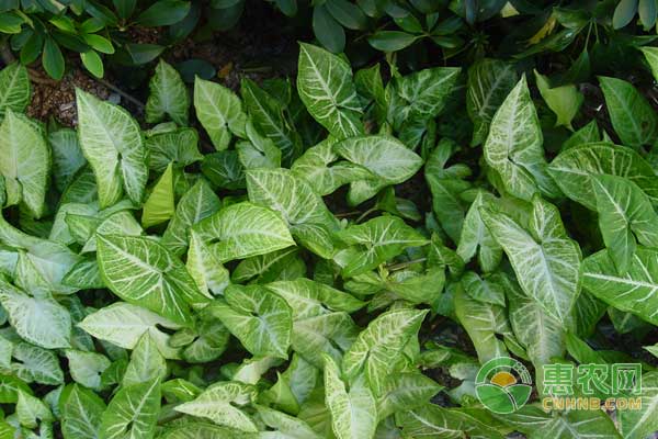 半夏的种植方法及管理要点-图片版权归惠农网所有