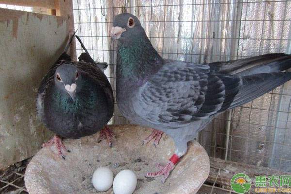 种鸽配对最佳状态调整方法-图片版权归惠农网所有