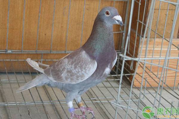 种鸽配对最佳状态调整方法-图片版权归惠农网所有