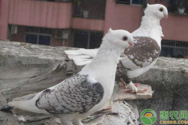 种鸽养殖技术及配对注意事项-图片版权归惠农网所有
