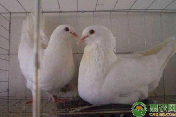 种鸽养殖技术及配对注意事项-图片版权归惠农网所有